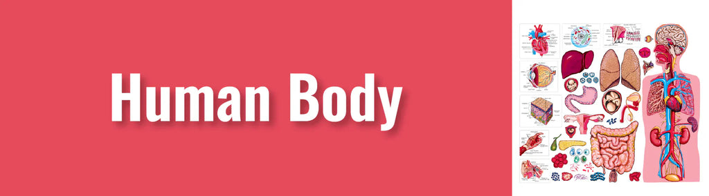 Explore, Discover, and Learn: A Hands-On Journey Through the Human Body