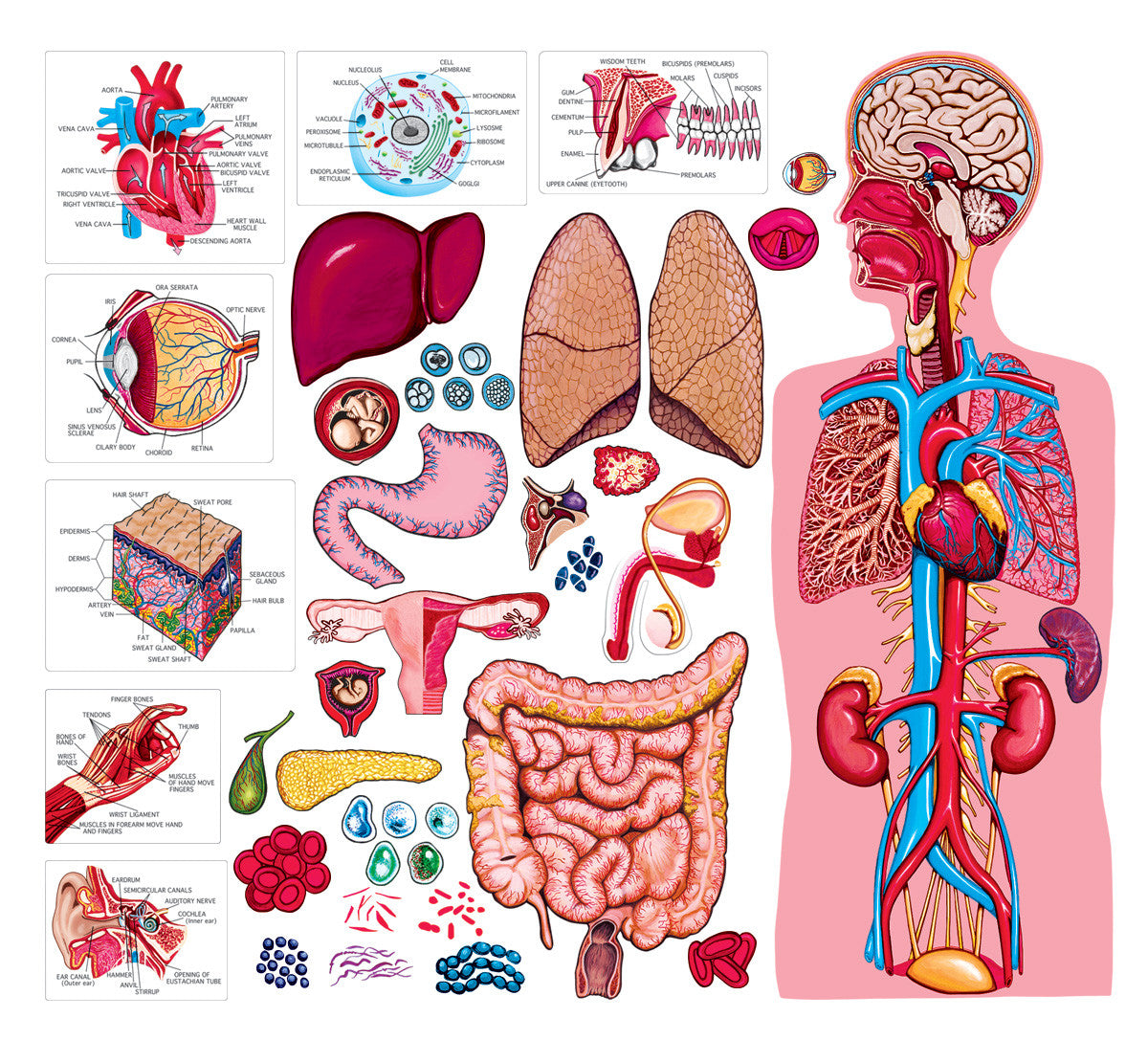 Behold and See 4: Human Anatomy and Health: Samples